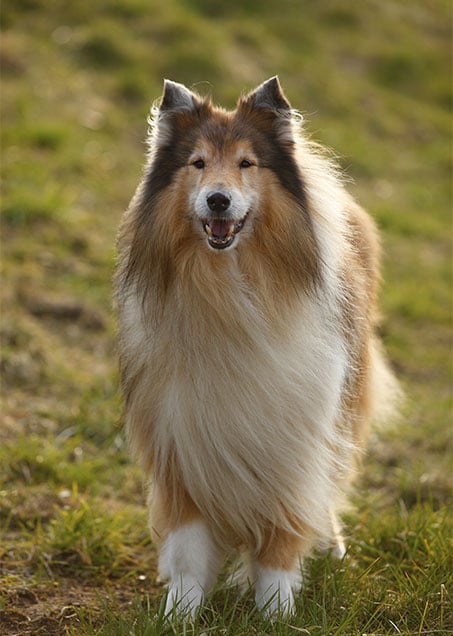 Collie Dog Breed Pictures