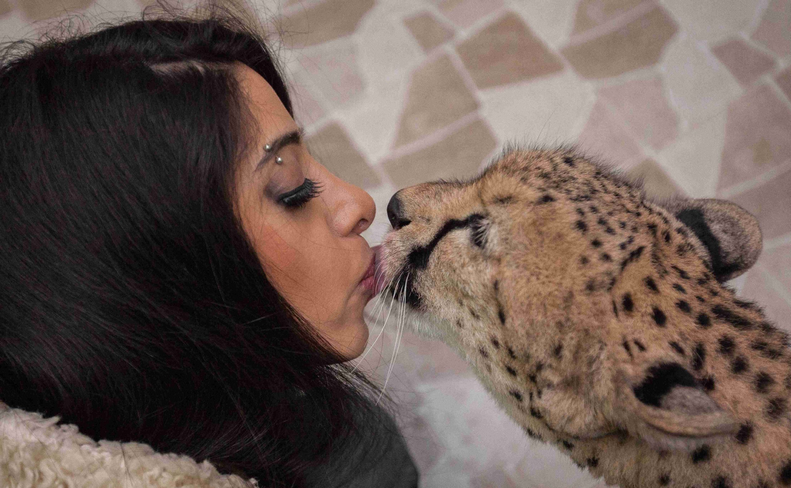 A lady kissing a cheetah