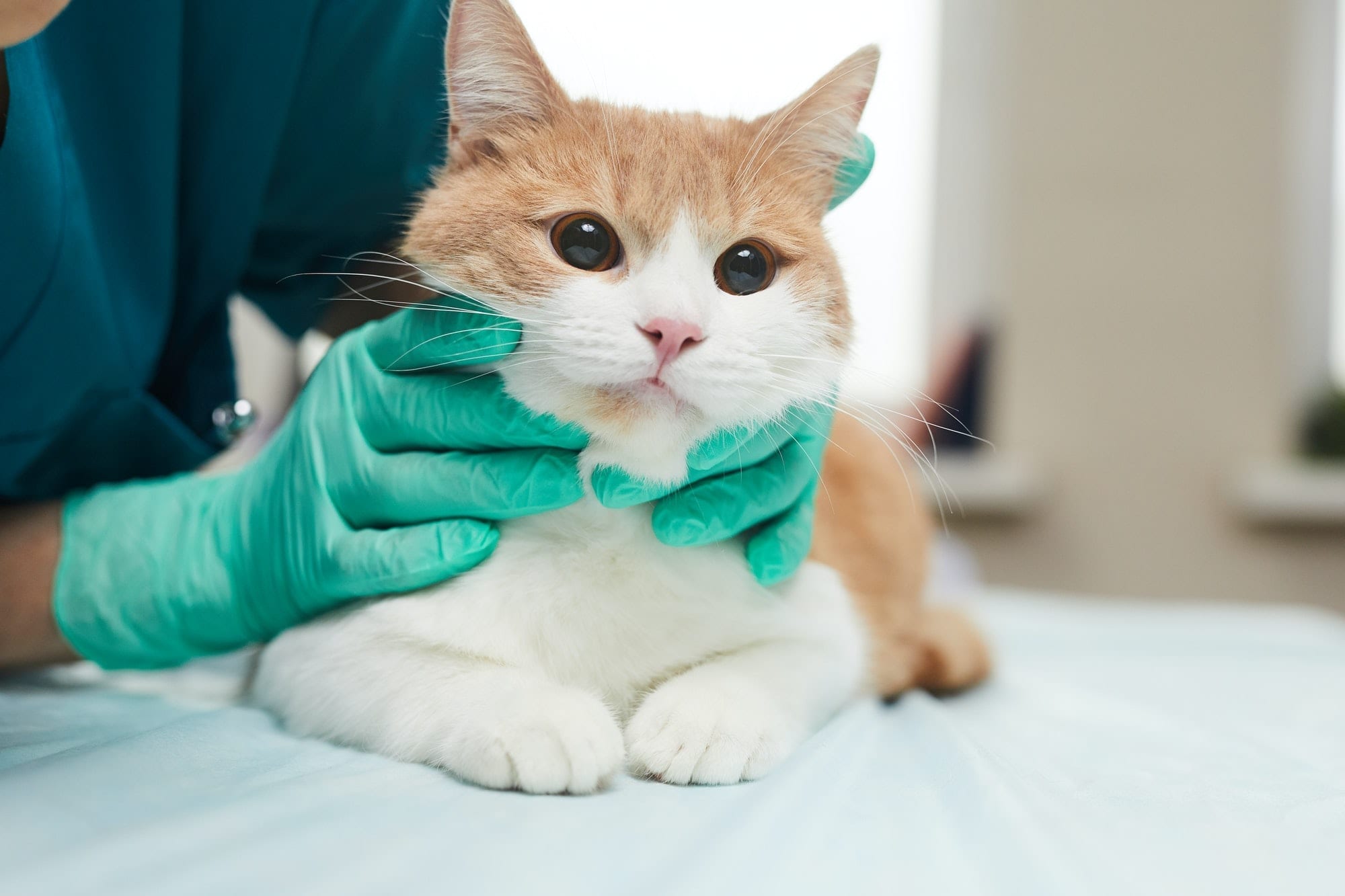 A Veterinarian examine a cat