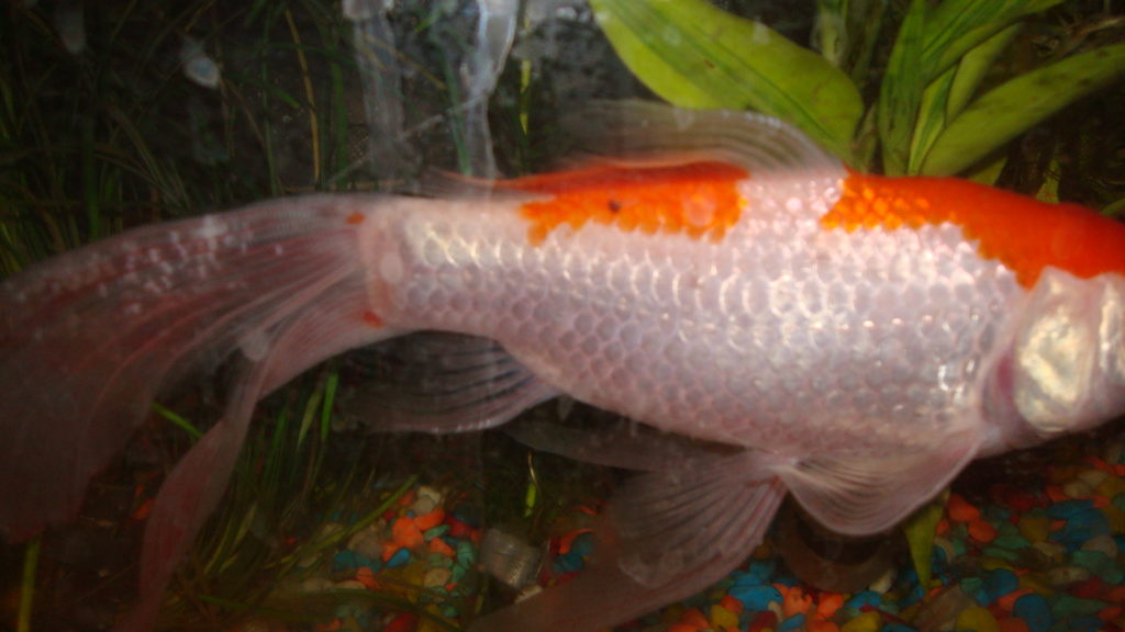 A fish showing colour changes on its body for the fish people