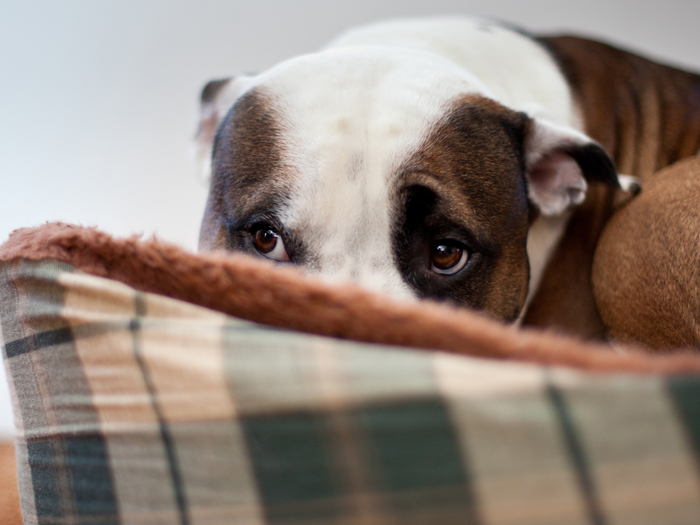 Anxious Dog hiding behind a pillow