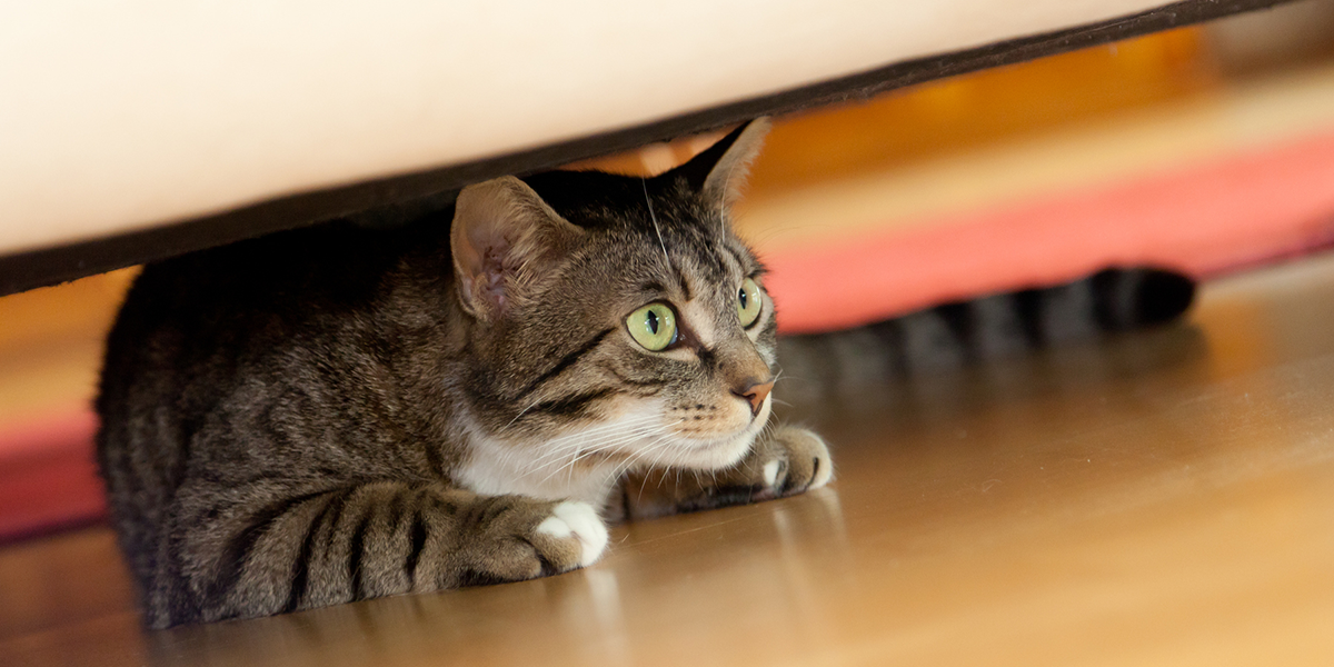 Anxious Cat Under the Bed