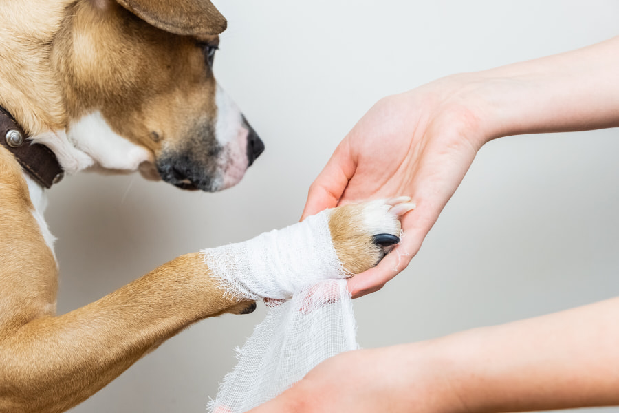 A dog leg being wrapped with gauze 