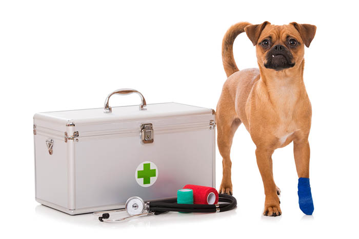 A wounded dog with a first aid kit box