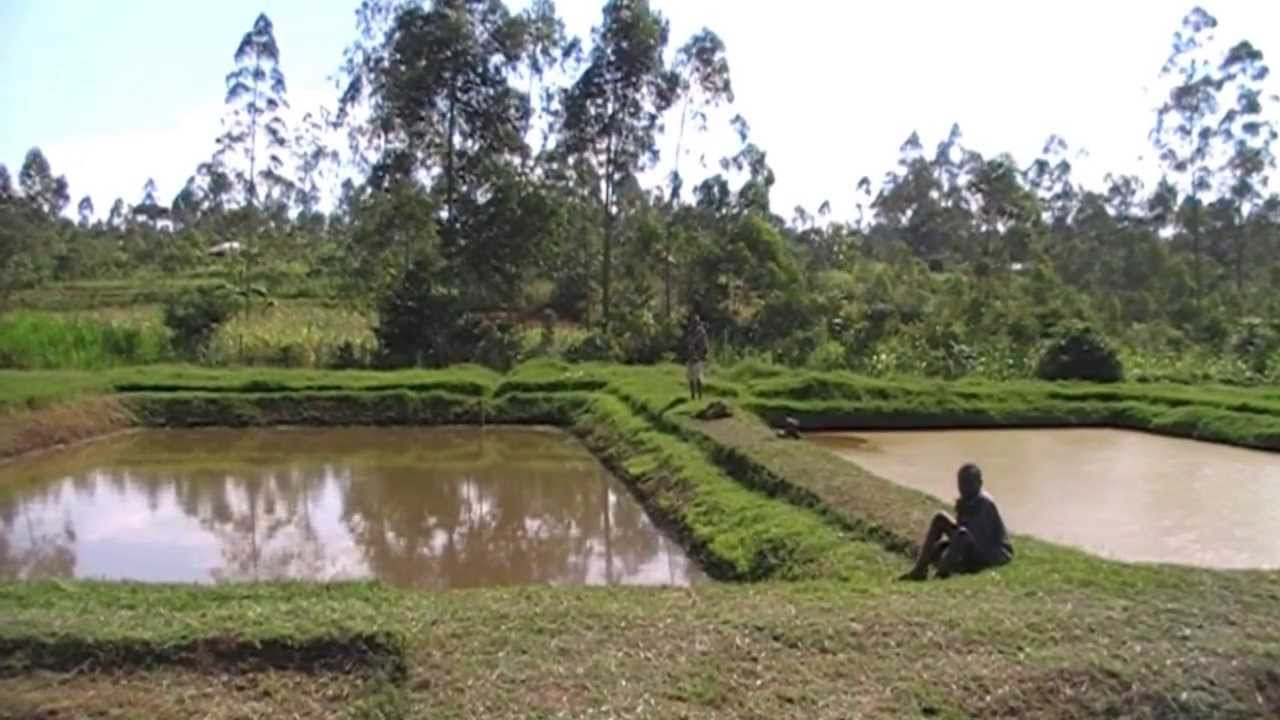 Fish pond and its management