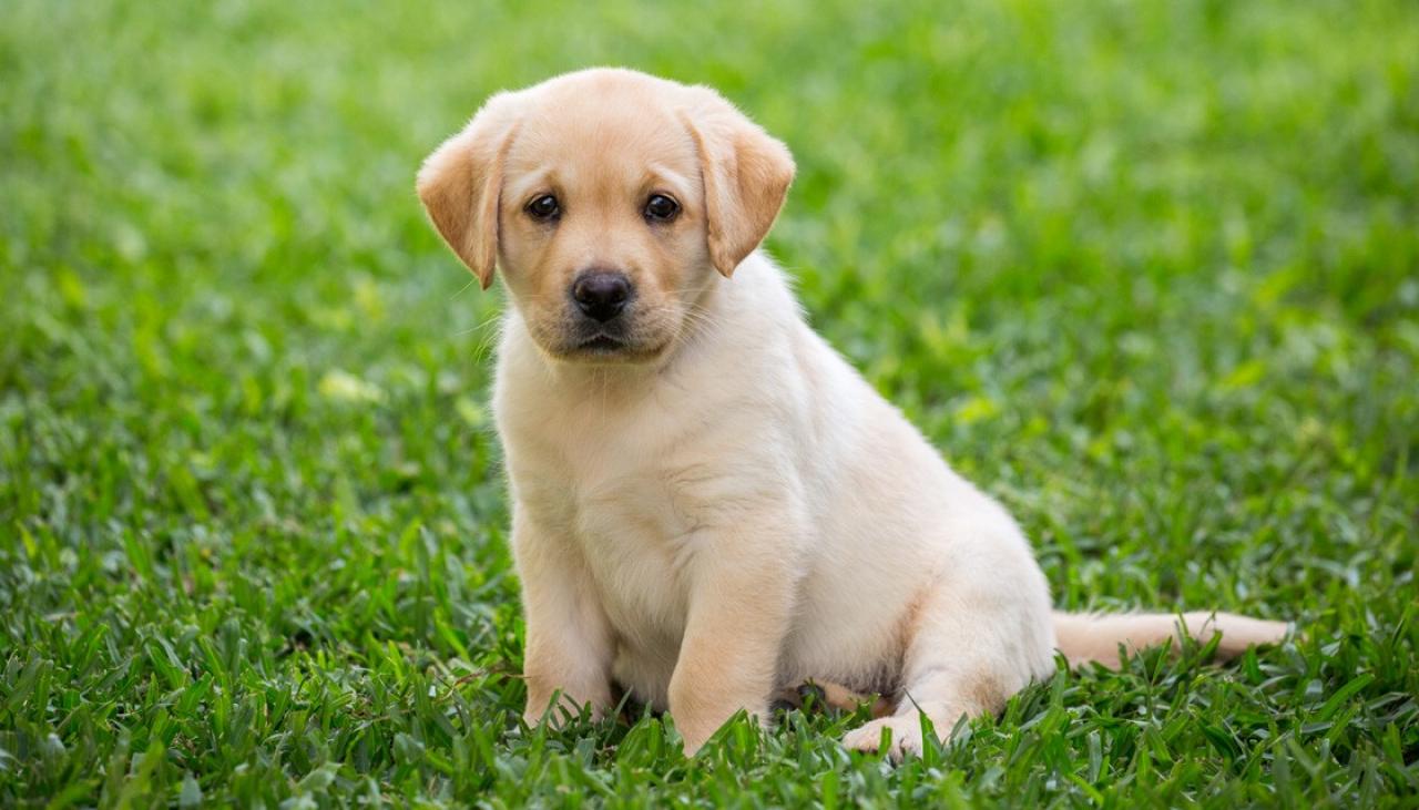 A puppy sitting on the grass.