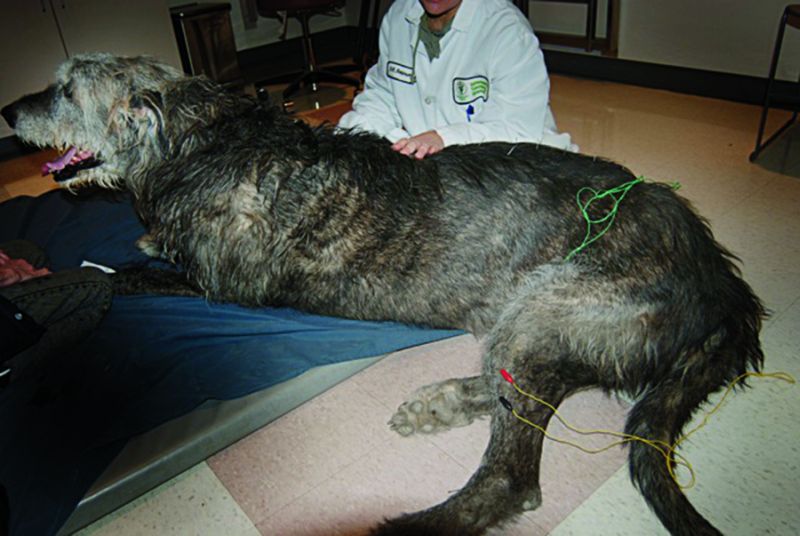 A dog undergoing accupunture treatment