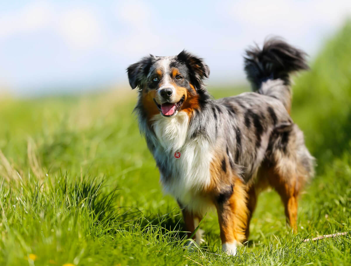 Australian Shepherd dog standing on a grass