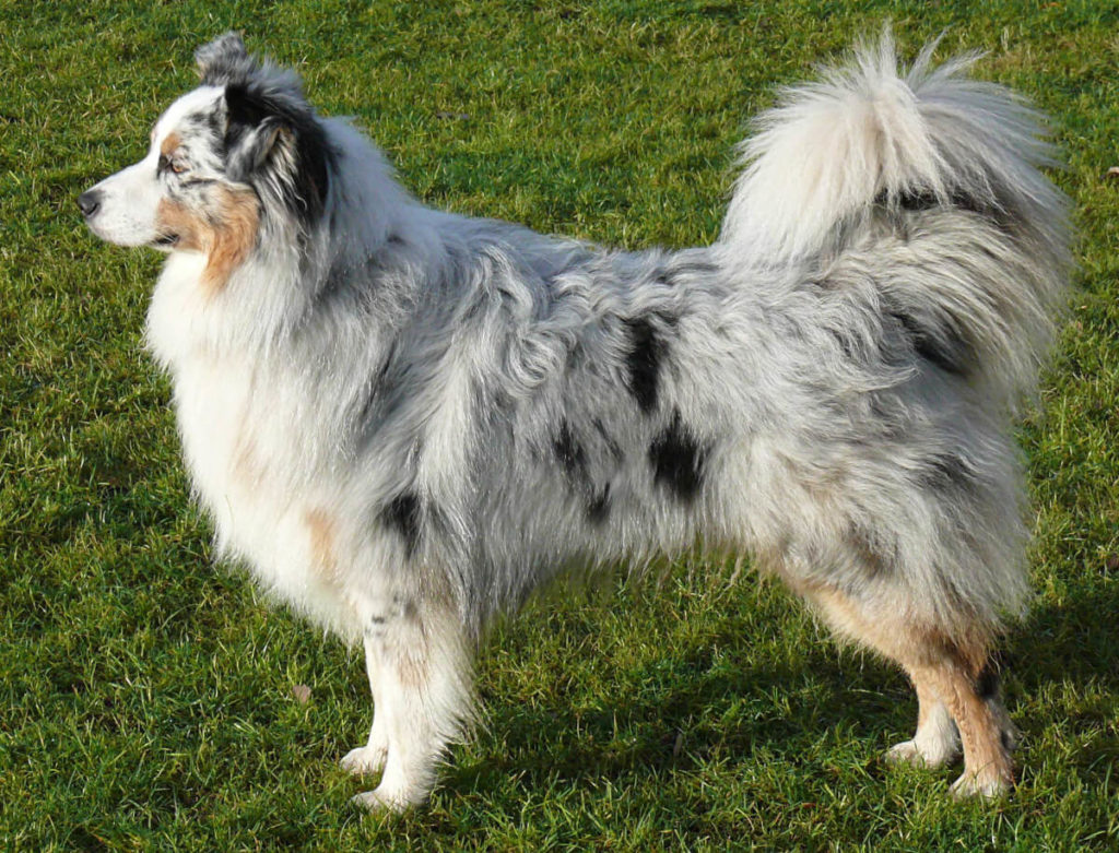 Australian Shepherd displaying its physical appearance
