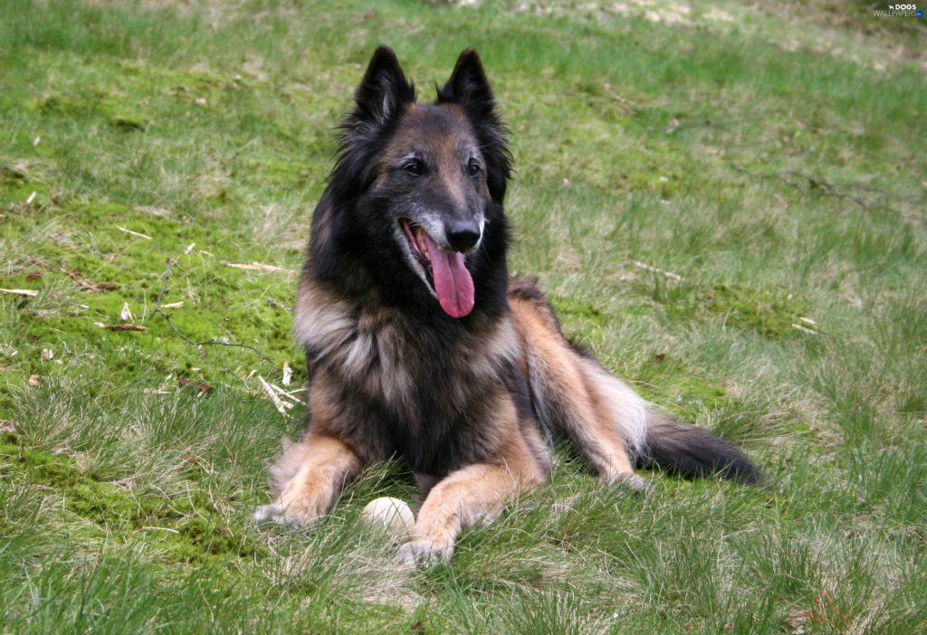 A Belgian shepherd dog breed