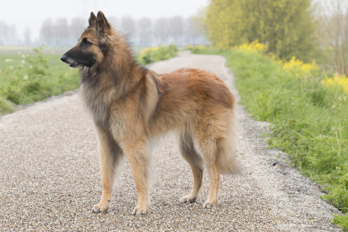 A Belgian shepherd displaying its full physical appearance