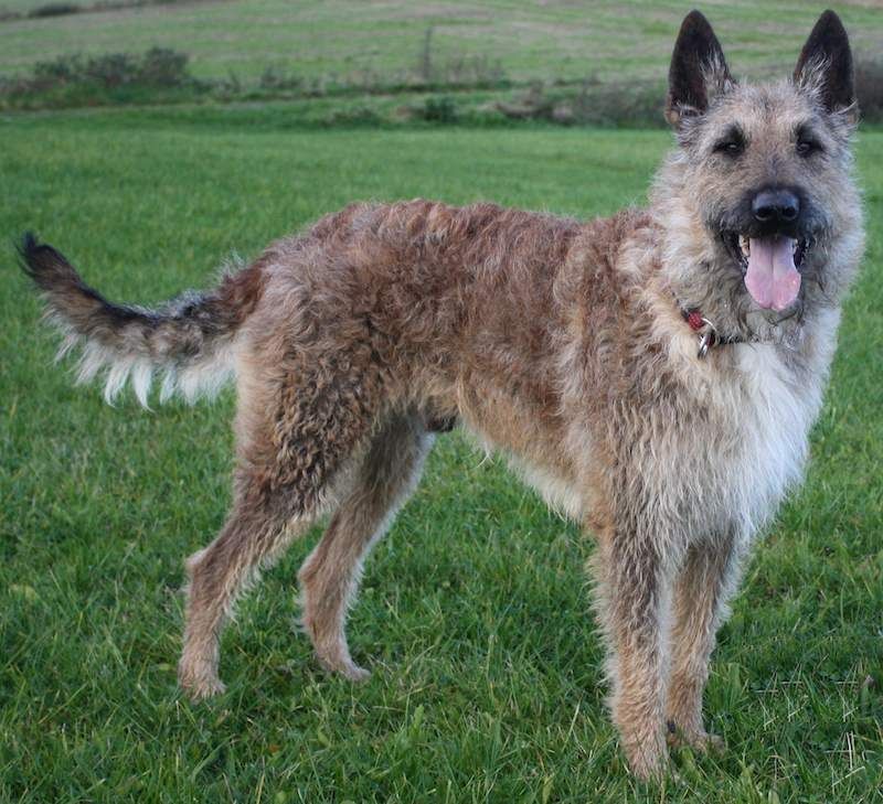 Belgian shepherd dog with health issue