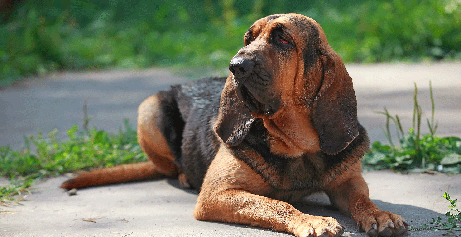 A Bloodhound dog breed