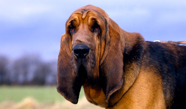 A Bloodhound dog displaying its behaviour
