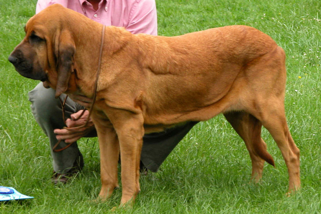 A Bloodhound with good physical appearance