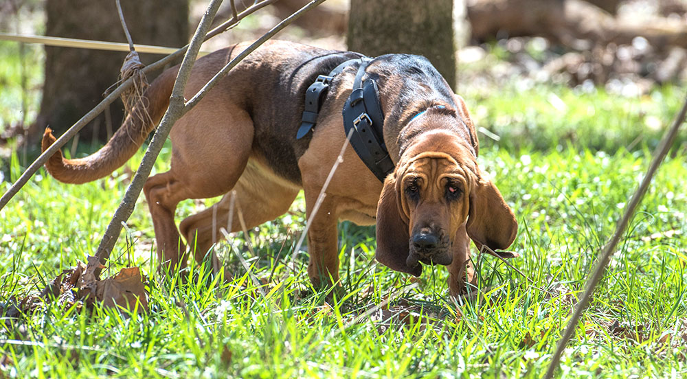 A Bloodhound dog ready for training