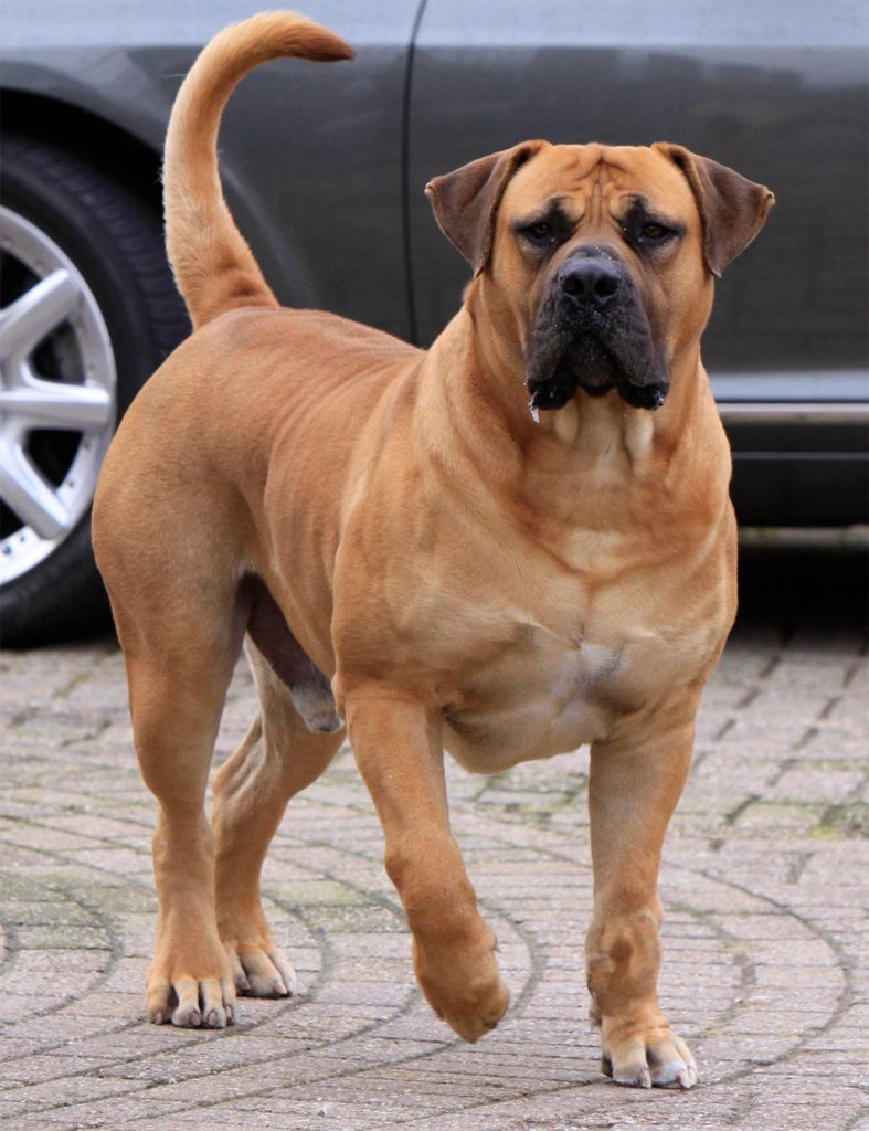 A Boerboel dog breed