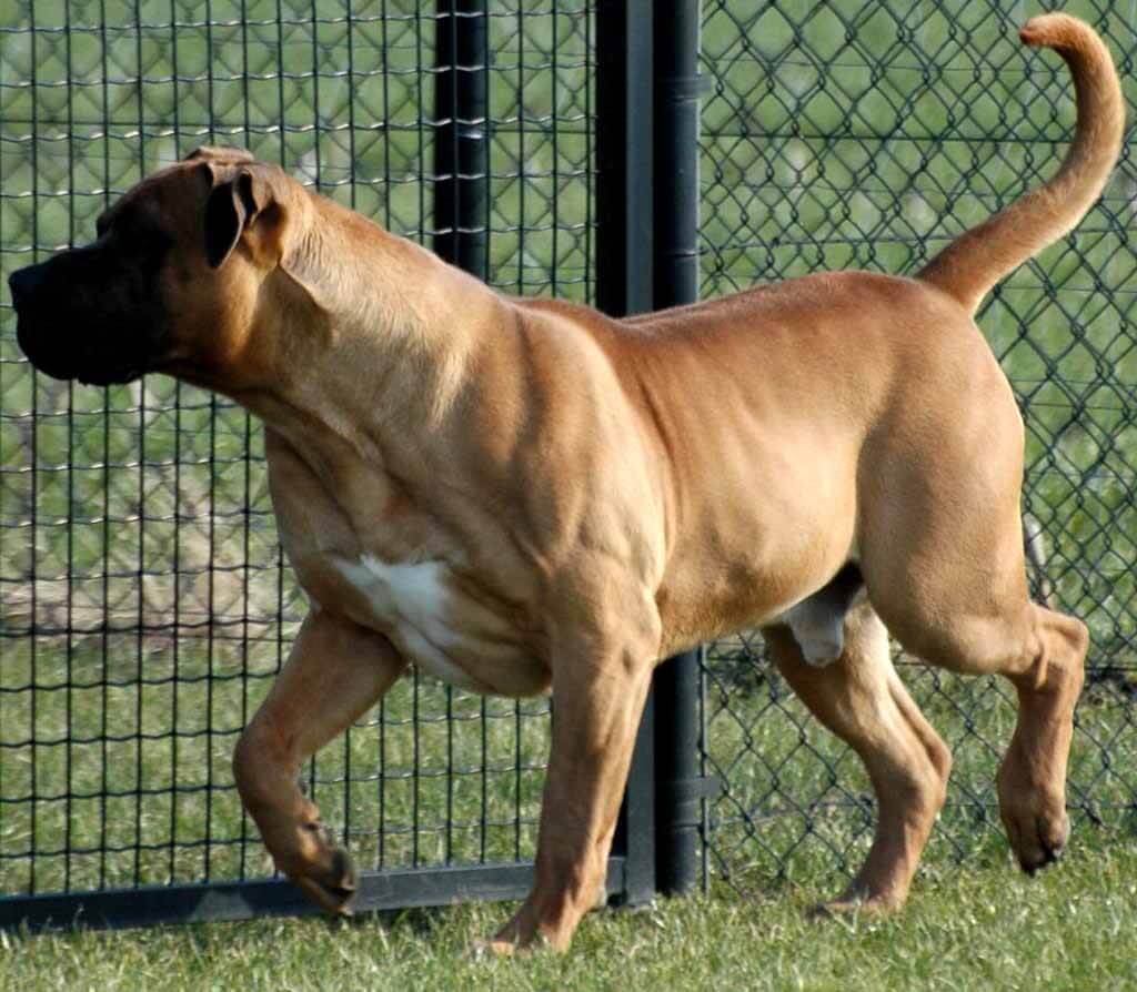 Boerboel dog showing its full physical appearance