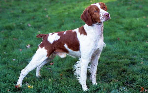 A Brittany displaying its physical appearance