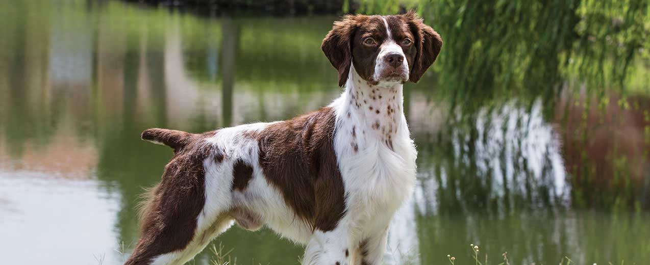 Brittany dog breed standing beside water