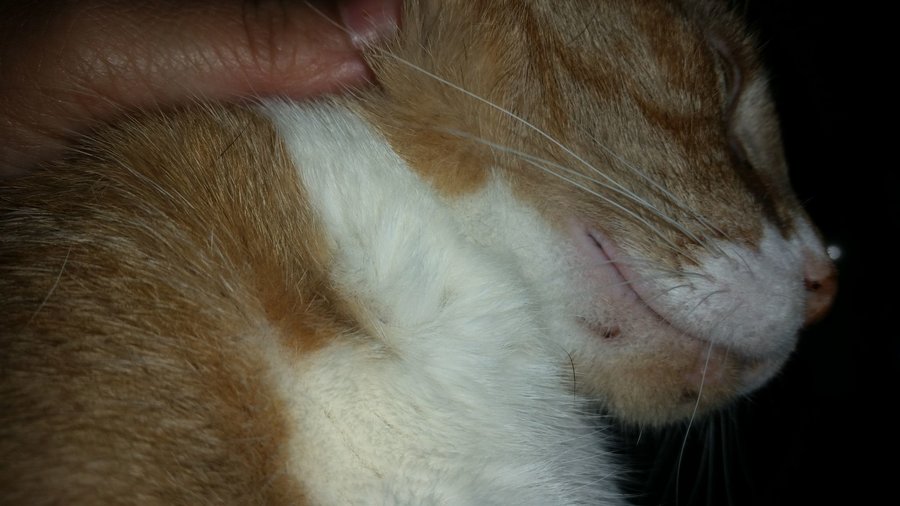 A cat with diagnosis of mastitis