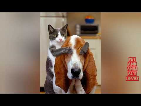 A cat playing with a dog by covering its face