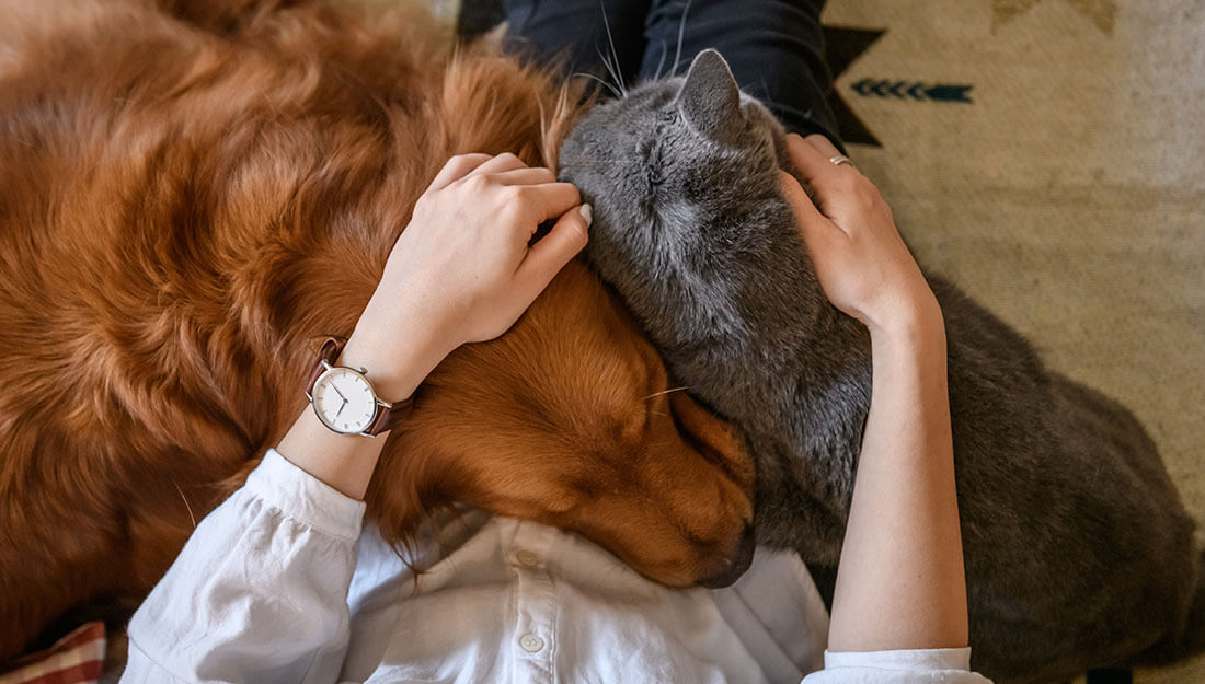 A Cats and Dogs on human lap