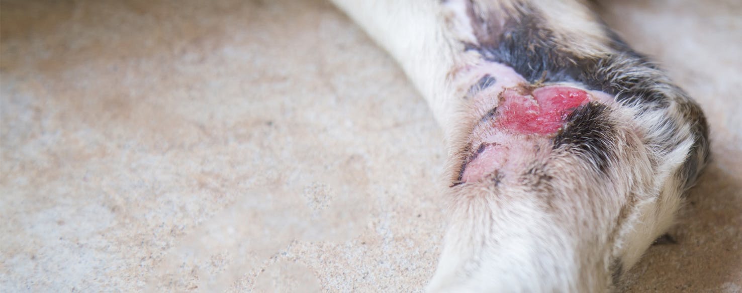 A wounded dog with cellulitis
