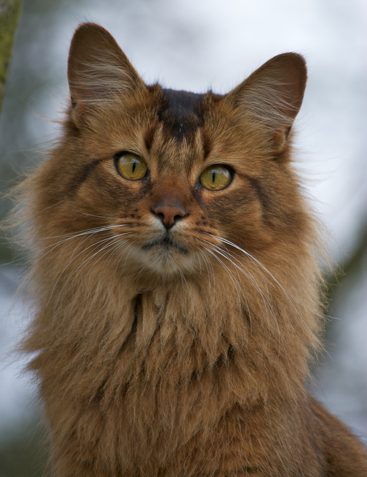  A cat with brown fur colour