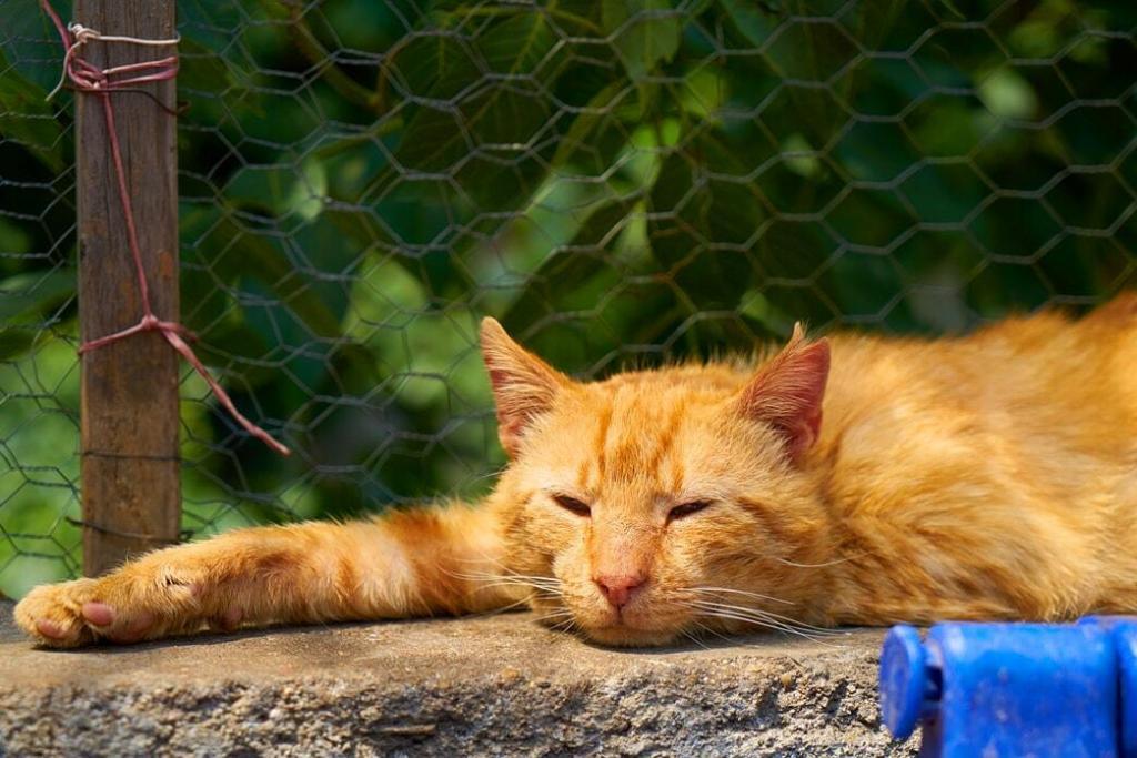 A cat with diarrhea lying on the fence
