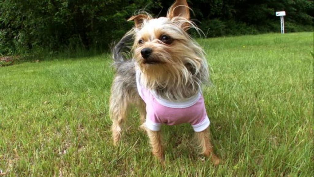 A chorkie with its physical appearance.