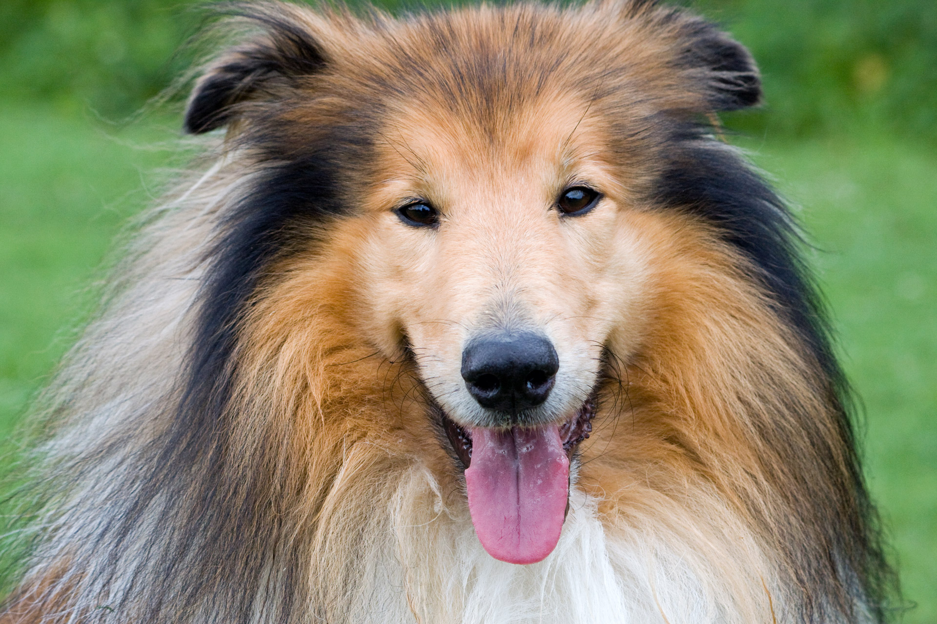 A Rough collie Dog breed