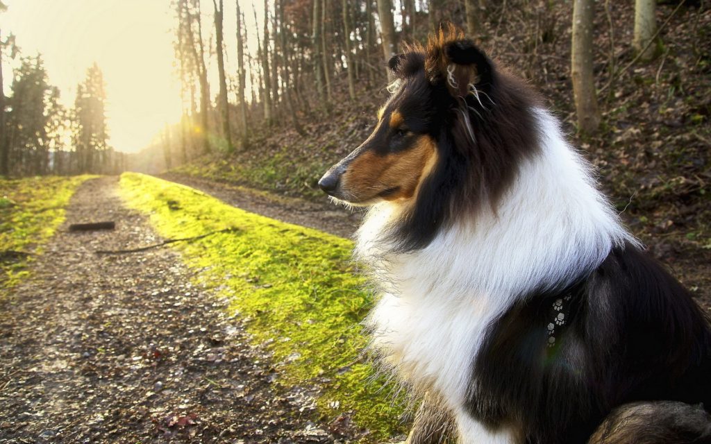 A Rough collie sitting on the ground in a woody area with calm behaviour