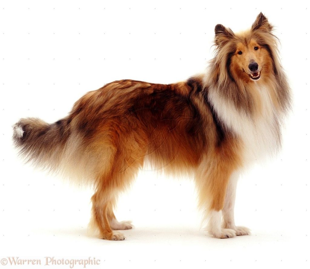A Rough collie with good physical appearance