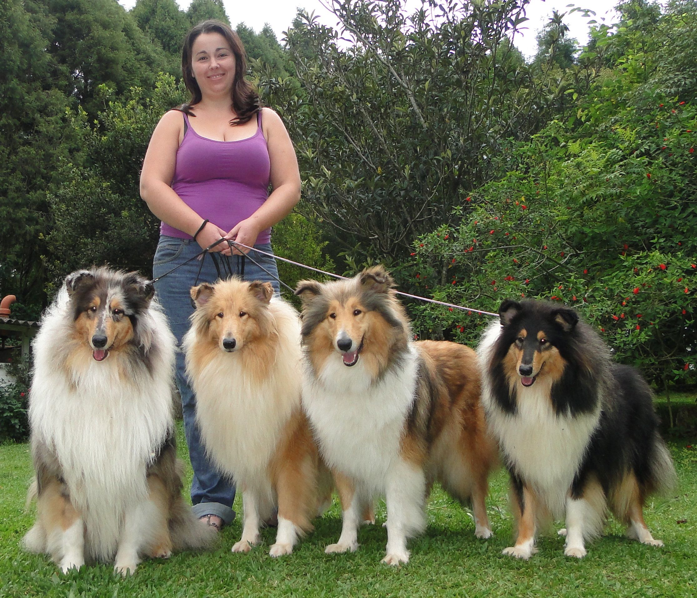 A young lady caring for four Rough collie dogs and preparing for trainin