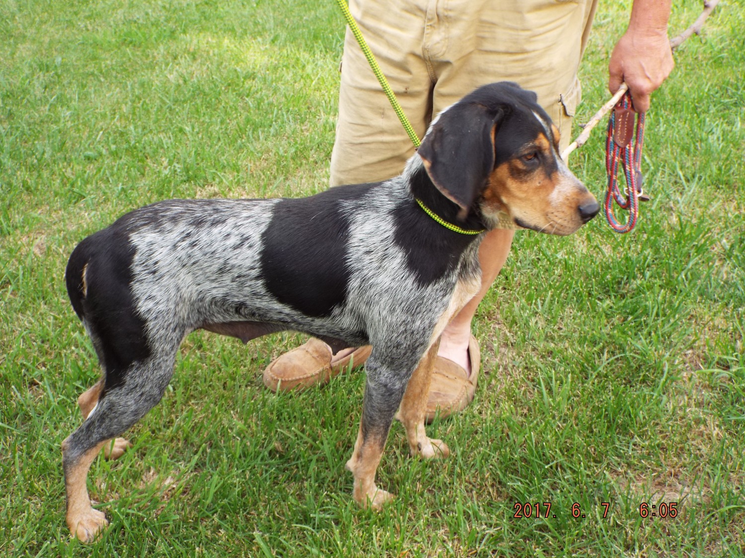 English coon dog ready for Training and this help to prevent disease