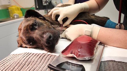 A dog undergoing blood transfusion