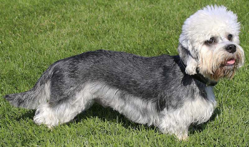 A Dandie displaying it physical appearance