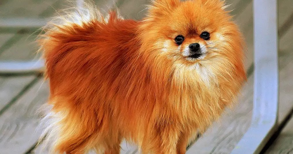 Dog Breeds Pomerian dog species