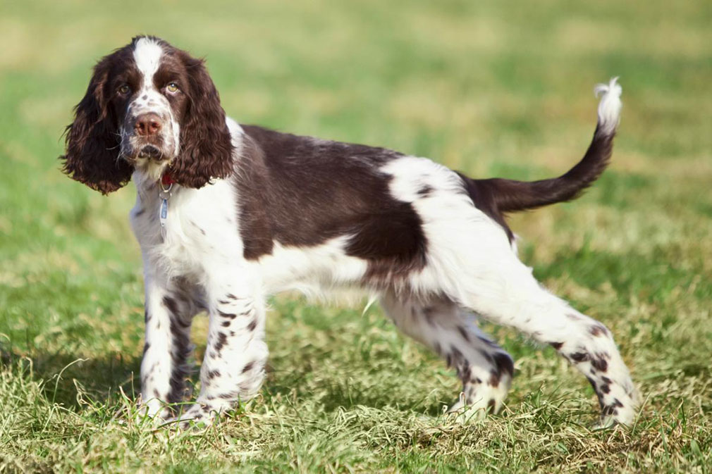 English springer displaying its physical appearance