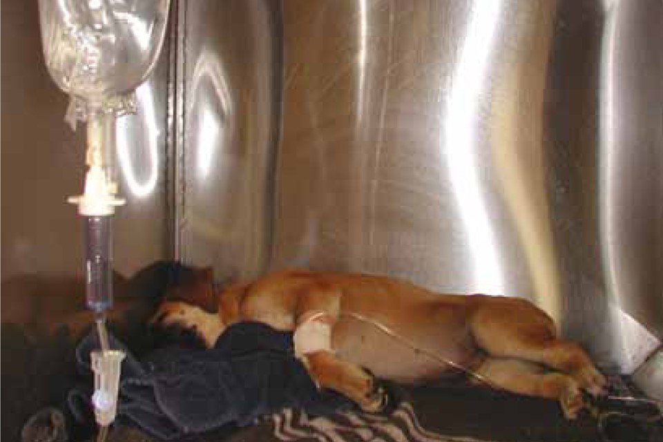 A dog receiving treatment for enteritis