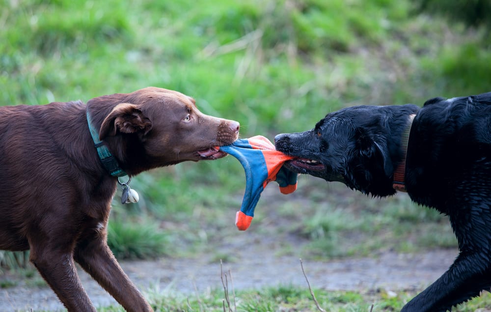 two dogs fighting for a toy