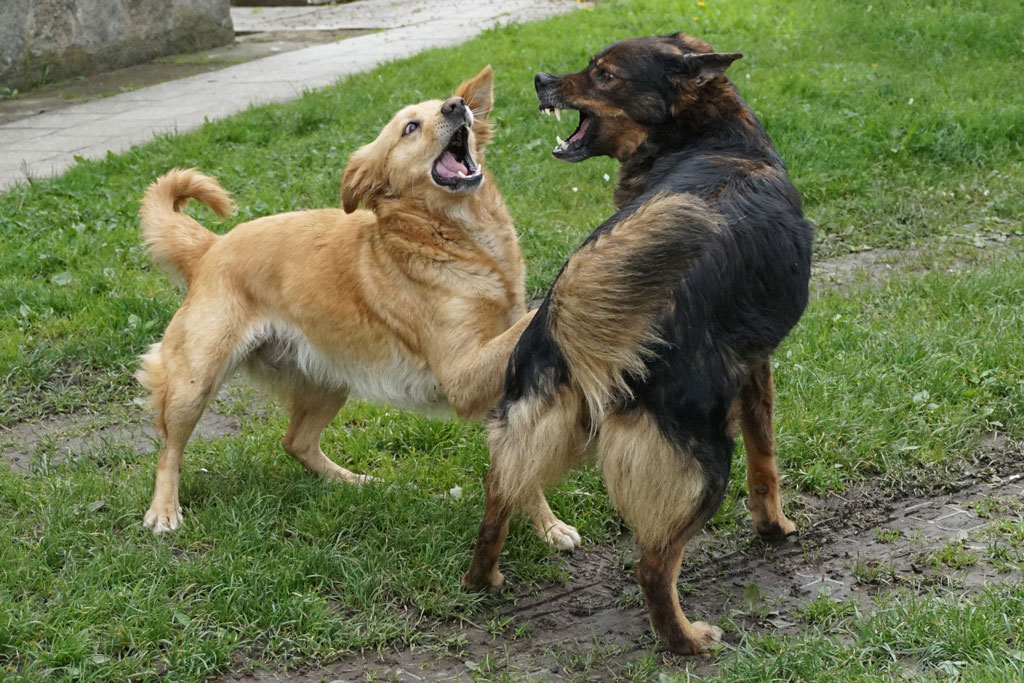 Two dogs yelling at each other