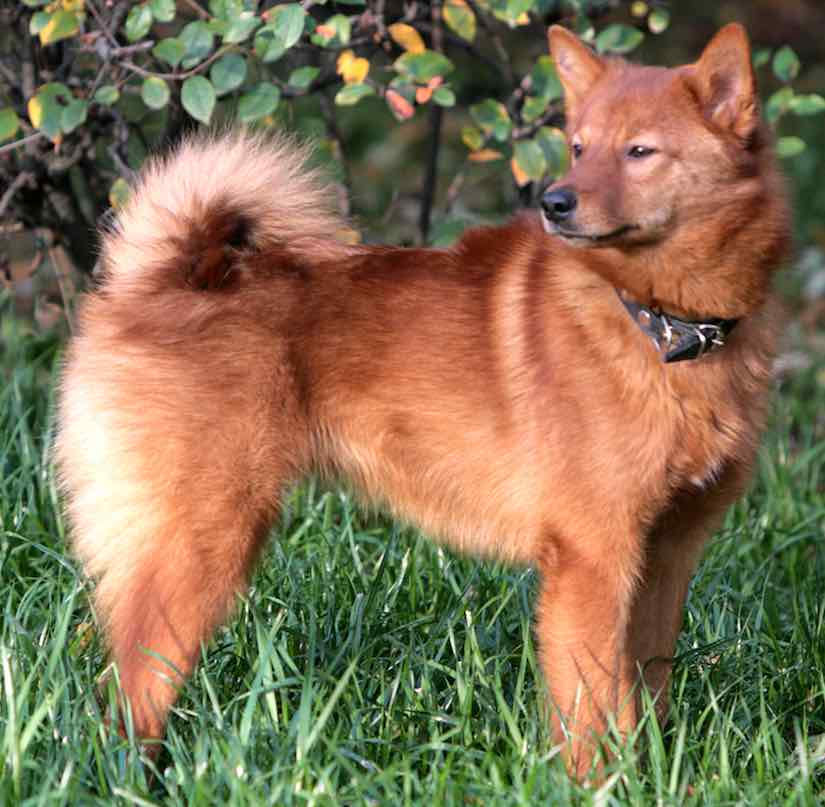 A Finnish spitz dog displaying its physical appearance