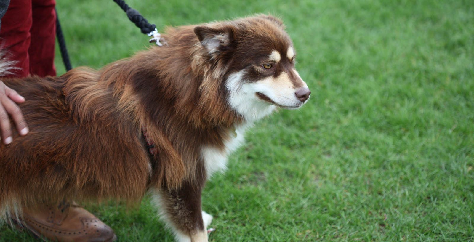 A Finnish spitz dog breed