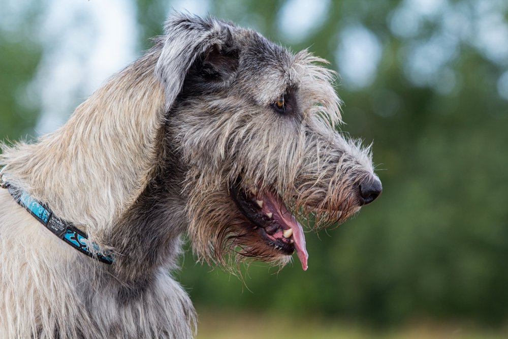 An Irish wolfhound dog