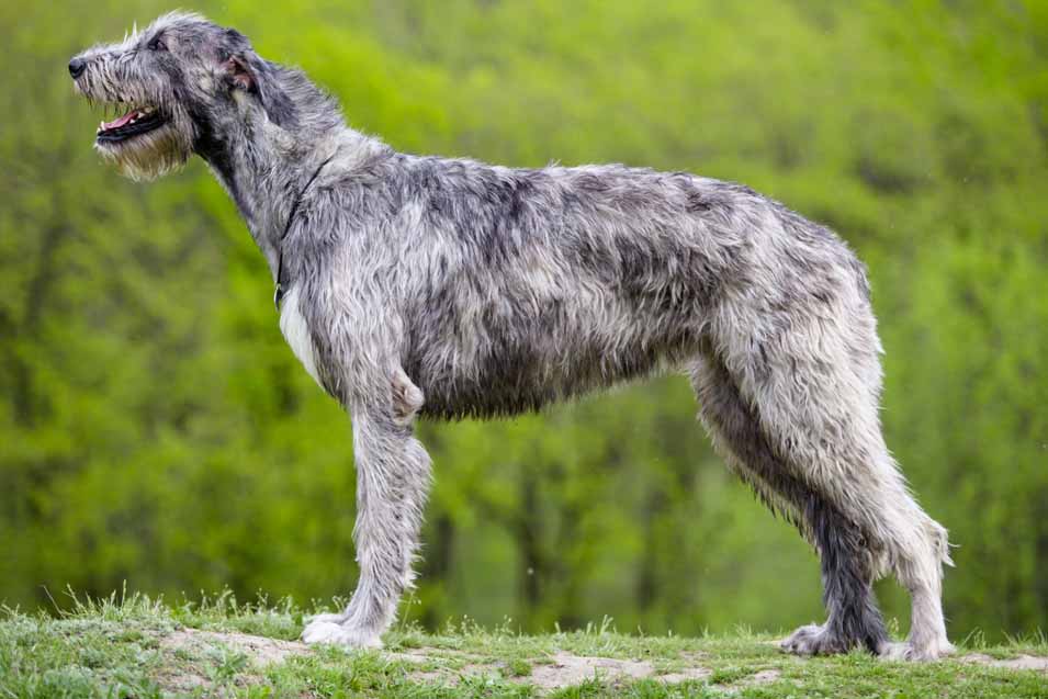An Irish dog displaying its physical appearance