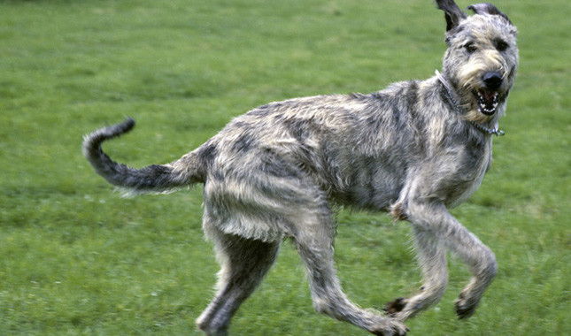 An Irish dog undergoing caring and Training