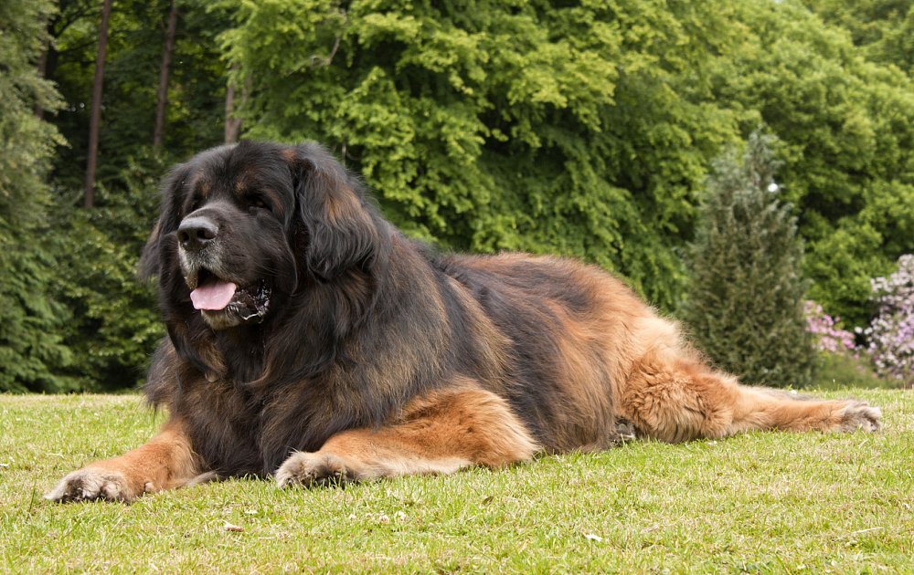 Leonberger dog lying on the grass