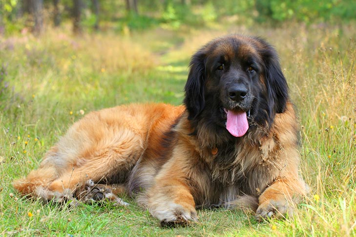 A Leonberger dog lying on the grass